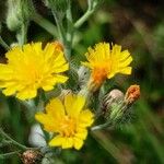 Pilosella echioides Flower