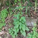 Scrophularia trifoliata Libunga
