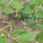 Ziziphus mucronata പുഷ്പം