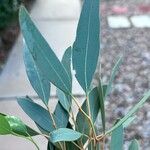 Eucalyptus sideroxylon Levél