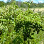 Chaerophyllum bulbosum Ffrwyth