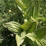 Veratrum albumLeaf