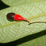 Ocotea helicterifolia Levél