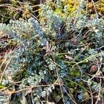 Alyssum loiseleurii Foglia