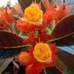 Chrysothemis pulchella Flower