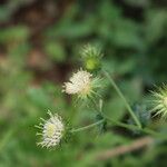Berkheya bipinnatifida Blüte