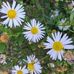 Aster incisus Flower