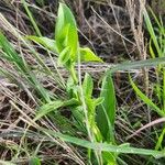 Commelina africana Leaf