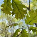 Quercus rubra पत्ता
