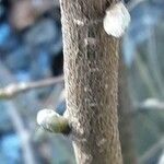 Corylus cornuta Kaarna