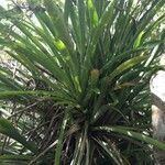 Bromelia karatas অভ্যাস