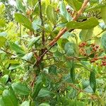 Psorospermum febrifugum Frucht