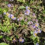 Symphyotrichum oolentangiense 花