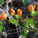 Passiflora coccinea Folla