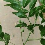 Trichilia elegans Fruit