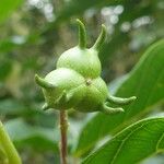 Hancea integrifolia Vrucht