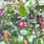 Vaccinium arboreum Fruit