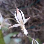 Aerangis collum-cygni Blüte