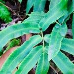 Dryopteris sieboldii Leaf