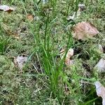 Carex alba Fuelha