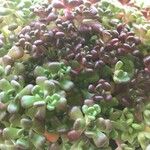 Sedum oreganum पत्ता