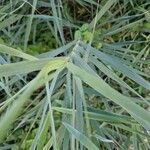 Phragmites australisFolla