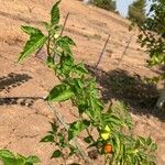 Capsicum baccatum Листок