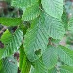 Carpinus betulus Leaf