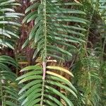 Cephalotaxus fortunei Leaf