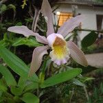 Cattleya forbesii പുഷ്പം