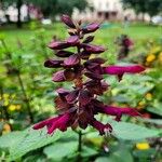 Salvia involucrataFlower