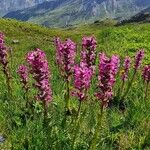 Pedicularis rostratospicataKvět