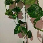 Epipremnum aureum Hoja