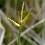 Carex pauciflora Λουλούδι