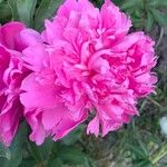 Paeonia lactifloraКвітка