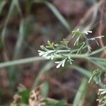 Eschscholzia californica 葉
