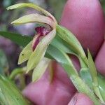 Camaridium gomezianum Flower