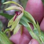 Maxillaria gomeziana Кветка