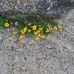 Lotus corniculatusFlor