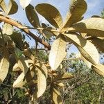 Zeyheria montana Hoja