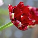 Tulipa agenensis Άλλα