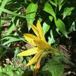 Hemerocallis lilioasphodelus Floare