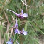 Delphinium peregrinum Цвят