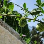 Medicago scutellata Blomst