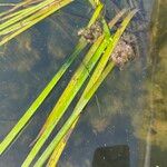 Sparganium emersum Likasa