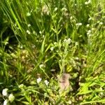 Cryptantha clevelandii Flower