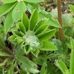 Lupinus perennis Blad