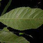 Cleidion castaneifolium Leaf