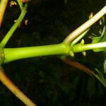 Notopleura uliginosa 樹皮