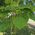 Catalpa bignonioidesBlatt